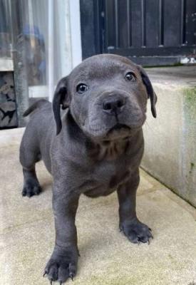 Blue Staffordshire Bull Terrier pups for sale